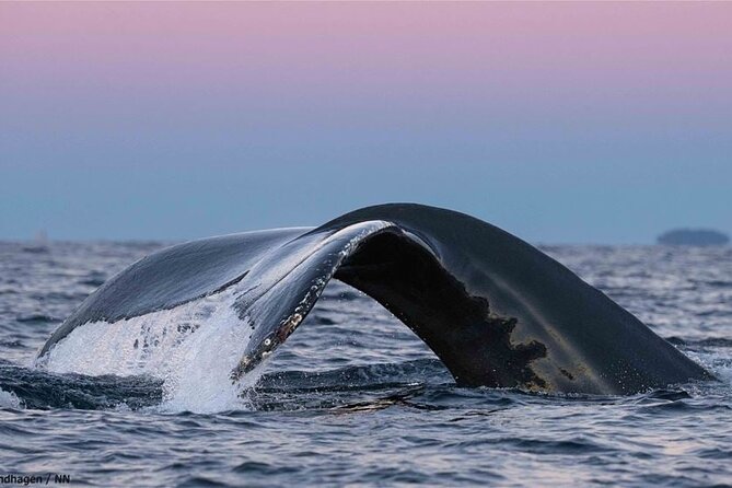 24hr Northern Lights & Whale Watching Cruise - Panorama lounge lectures, why they matter for both lights and whales