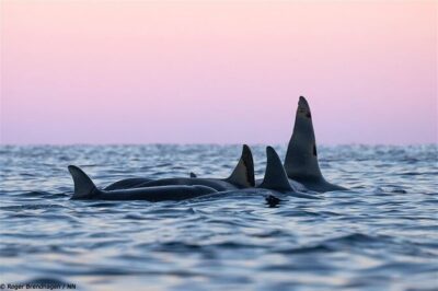 24hr Northern Lights & Whale Watching Cruise