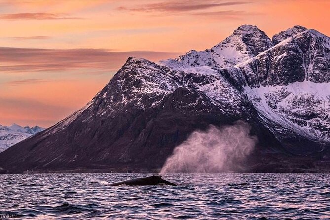24hr Northern Lights & Whale Watching Cruise - Weather reality in Tromsø, how to manage expectations for the lights