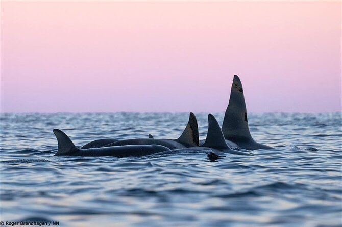 24hr Northern Lights & Whale Watching Cruise - Skjervøya wake-up and whale watching from the window of your cabin