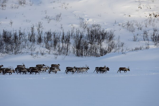 All-Inclusive Arctic Fjords and Sommarøy Scenic Tour - Practical Tips So You Actually Enjoy the Weather