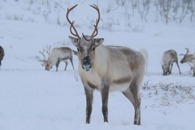 Arctic Fjords and Reindeer Experience – Small group tour - Kvaløya Stop: Fjord Views from the Coastal Road (Stop 1)