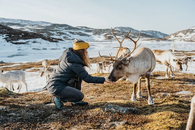 Arctic Fjords and Reindeer Experience – Small group tour - Sommarøy: Blue Water, White Sand, and a Self-Guided Walk (Stop 3)