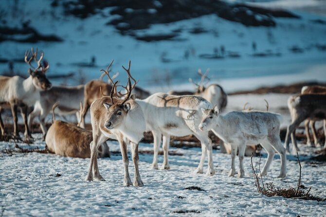 Arctic Fjords and Reindeer Experience – Small group tour - Lunch at Sommarøy Arctic Hotel: What’s on the Buffet and Why It Matters