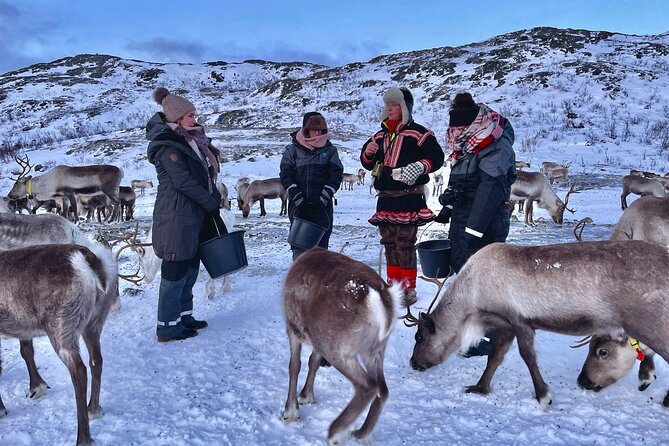 Arctic Fjords and Reindeer Experience – Small group tour - Value Check: Is $291.53 Worth It?