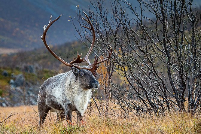 Arctic Nature Tour from Tromsø by minibus - What’s actually included (and what that means for your comfort)