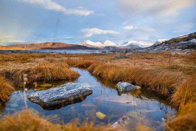 Arctic Nature Tour from Tromsø by minibus - Wildlife: what you can hope for, and how to avoid disappointment