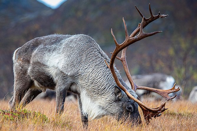 Arctic Nature Tour from Tromsø by minibus - Weather and snow reality: what to wear and what to expect