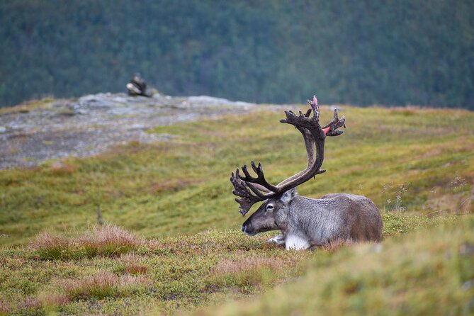 Arctic Wildlife and Fjord Sightseeing - How this tour actually feels once you’re in the Kvaløya rhythm