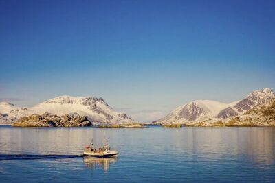 Arctic Wildlife and Fjord Sightseeing