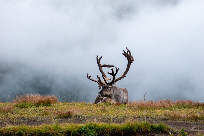 Arctic Wildlife and Fjord Sightseeing - Stop by stop: what each place is really good for