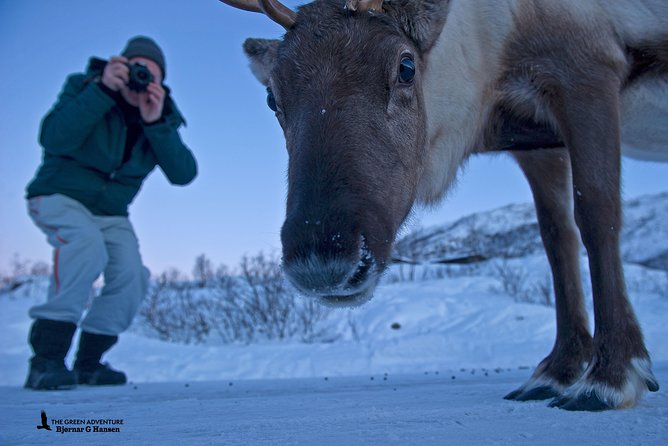 Discover the Fjords of Kvaloya - a roadtrip along fjords and fishing villages - Timing from Tromsø at 10:00, and how the day feels
