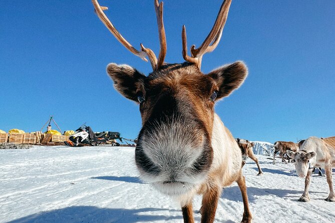 Exclusive Reindeers Experience in small groups, Tromso - Key highlights in Lavangsdalen