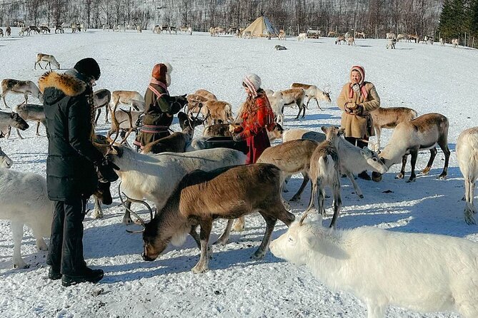 Exclusive Reindeers Experience in small groups, Tromso - Feeding reindeer is the main event, and they really go for it