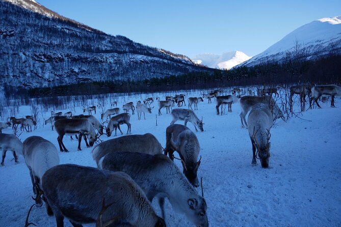 Exclusive Reindeers Experience in small groups, Tromso - Trying lassoing on antlers, when the timing works