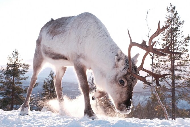 Exclusive Reindeers Experience in small groups, Tromso - Warm-up time in the heated cabin, with cozy food and hot drinks