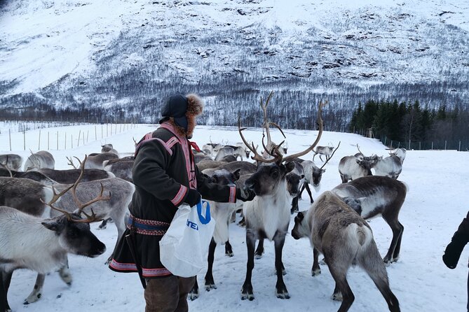Exclusive Reindeers Experience in small groups, Tromso - Meet the Sami family in Lavangsdalen and learn what matters