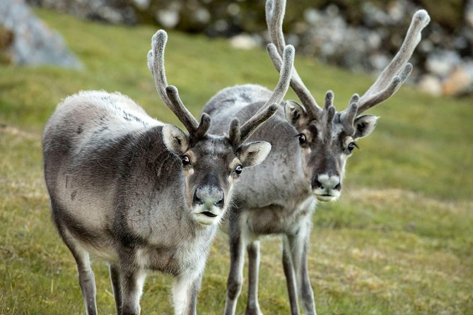 Fjord Expedition: Arctic Adventure Awaits - Arctic Wildlife Chances: How to Think About Seals, Reindeer, and Eagles