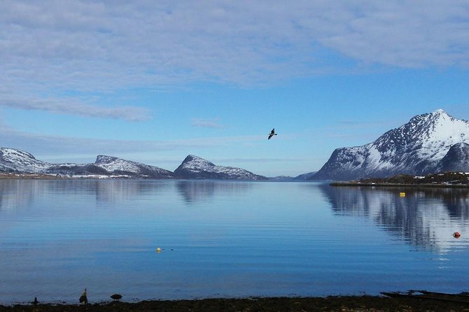 Fjord, Mountain and Wildlife Tour - Kvaløysletta to Grøtfjord: how the stops shape your photos