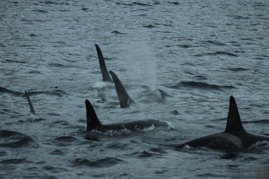From Tromsø: All-Inclusive Whale & Orca Safari - Key things to know before you go