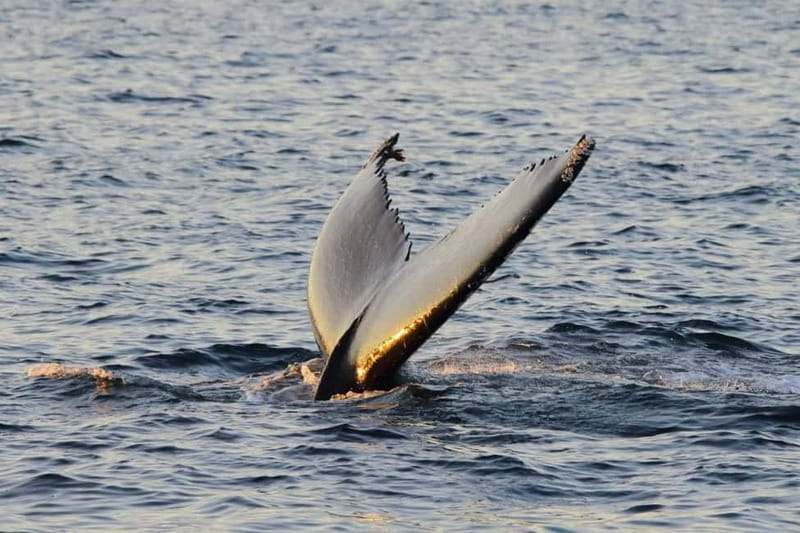 From Tromsø: All-Inclusive Whale & Orca Safari - The weather and whale movement reality, and how to stay flexible