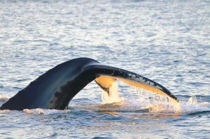 From Tromsø: All-Inclusive Whale & Orca Safari - Why the Tromsø to Skjervøy setup is built for real sightings