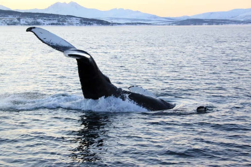 From Tromsø: All-Inclusive Whale & Orca Safari - Meet-up in Tromsø: why arriving early matters