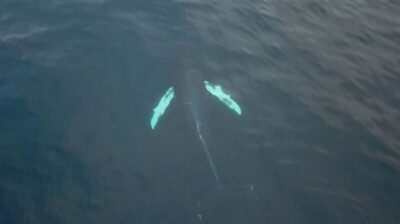All-Inclusive Whale & Orca Safari