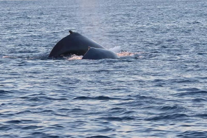From Tromsø: All-Inclusive Whale & Orca Safari - How the guides and captain style affects your experience