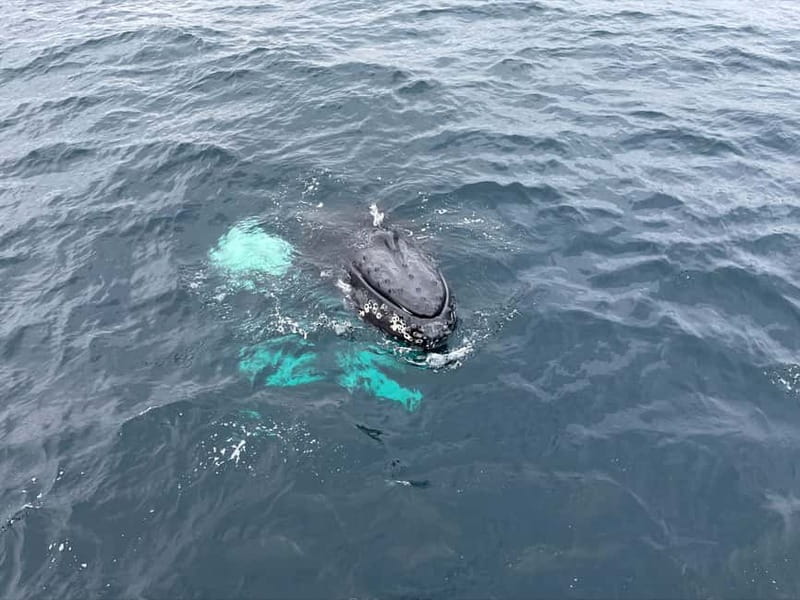 From Tromsø: All-Inclusive Whale & Orca Safari - Onboard comfort: thermal suits, hot drinks, and real time to photograph