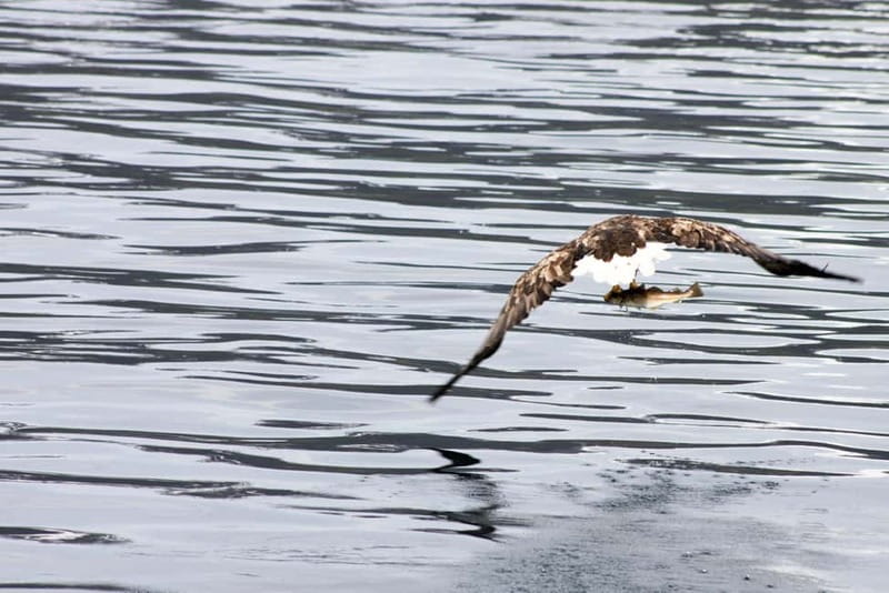 From Tromsø: All-Inclusive Whale & Orca Safari - Food and warmth: snacks, packed lunch, and the one thing to plan for