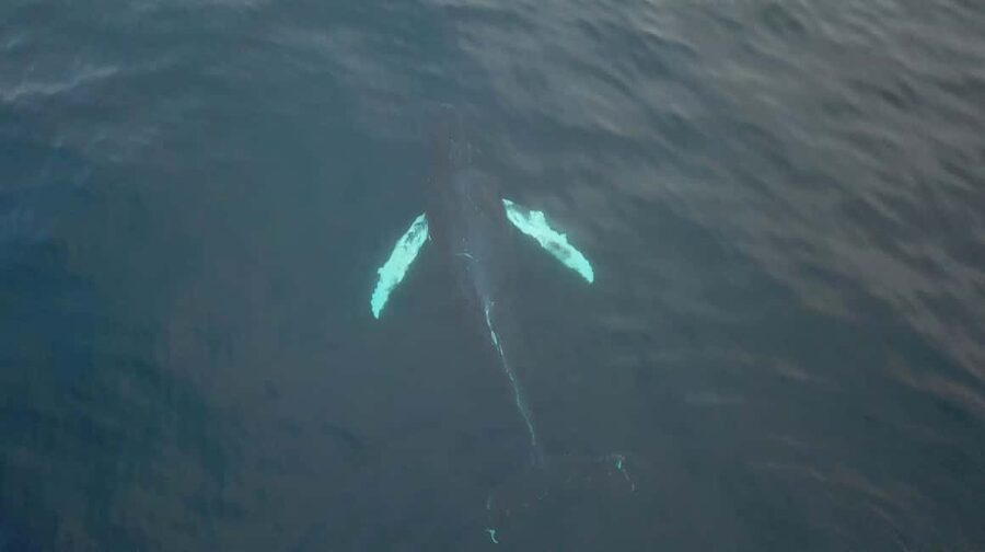 From Tromsø: All-Inclusive Whale & Orca Safari - Price and value: what you actually get for $186