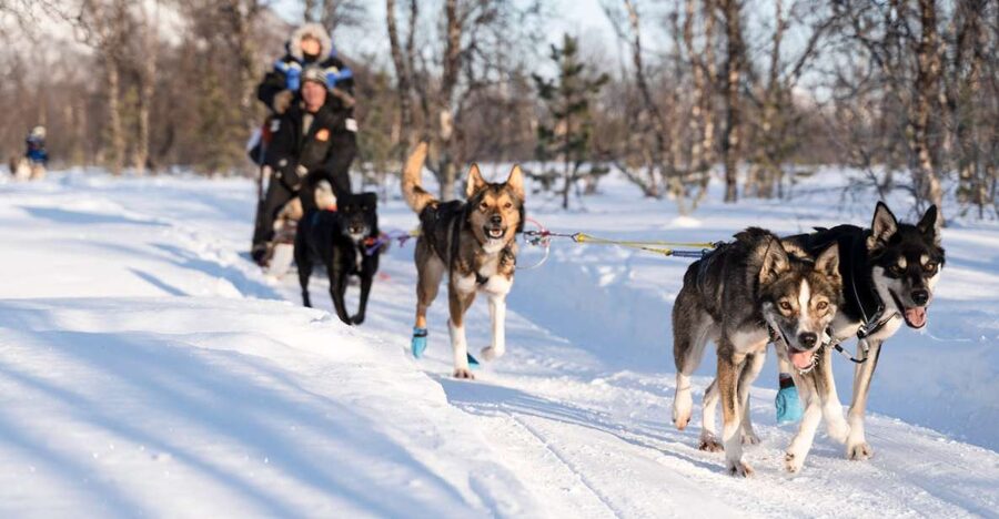 From Tromsø: Fun and Easy Dog Sledding Adventure - Key highlights to know before you book