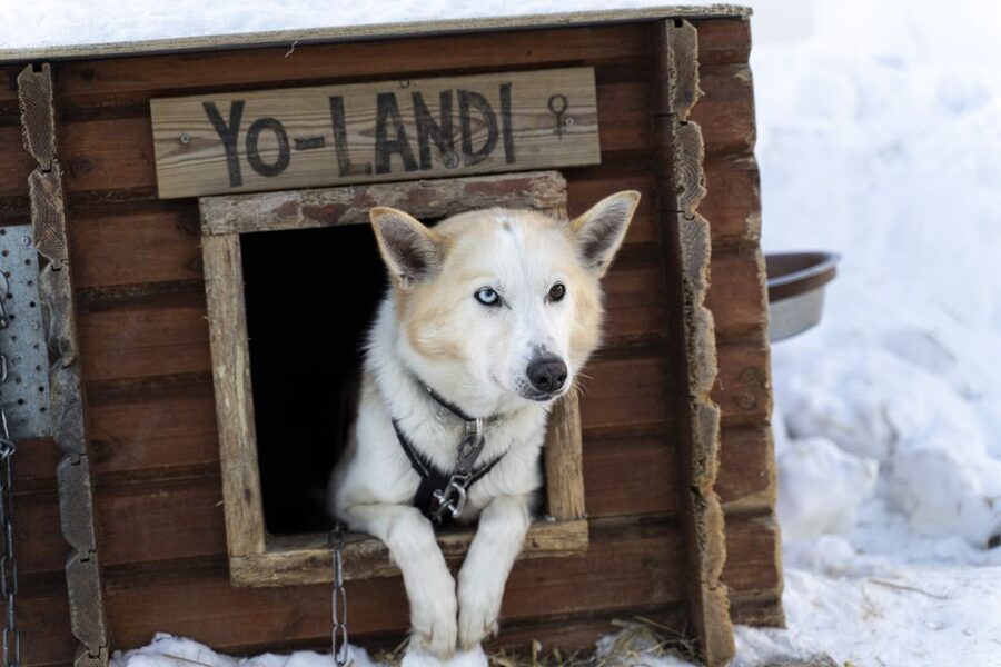 From Tromsø: Fun and Easy Dog Sledding Adventure - Getting from Tromsø to Breivikeidet without wasting your day