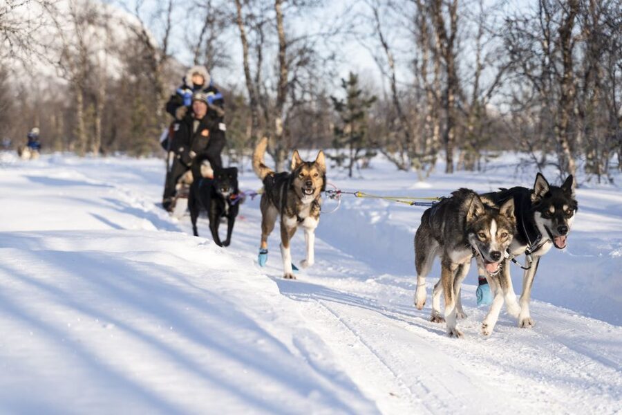 From Tromsø: Fun and Easy Dog Sledding Adventure - The real fun part, learning to self-drive a husky sled