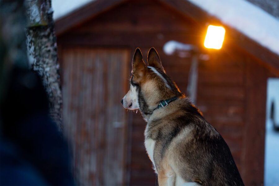 From Tromsø: Fun and Easy Dog Sledding Adventure - What the Lyngen Alps backdrop changes about your ride