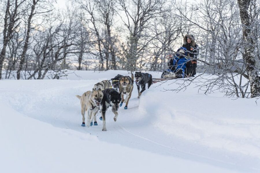 From Tromsø: Fun and Easy Dog Sledding Adventure - Breivikeidet camp time, coffee, cake, and the Sami lavvu