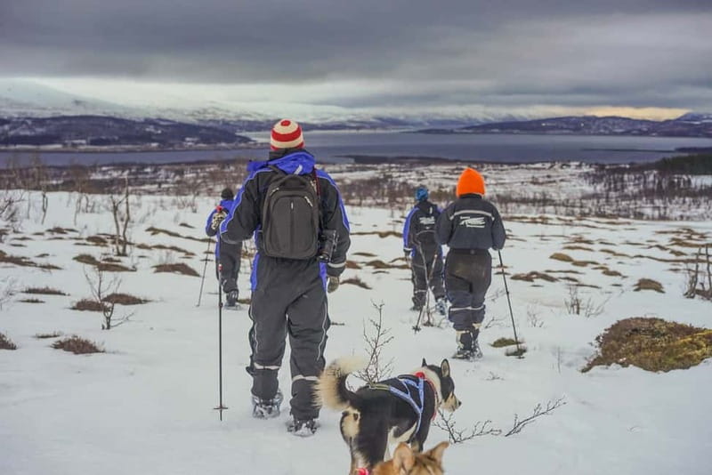 From Tromsø: Guided Husky Snowshoe Hike and Husky Camp Visit - Key things to know before you go