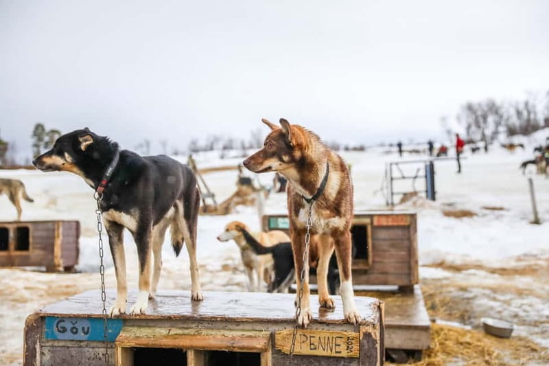 From Tromsø: Guided Husky Snowshoe Hike and Husky Camp Visit - Husky time on the move: walking with a dog that works