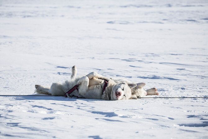Fun & Easy Dog Sledding Adventure from Tromsø - Early Bird Tour - Key Things You’ll Notice on This Tour