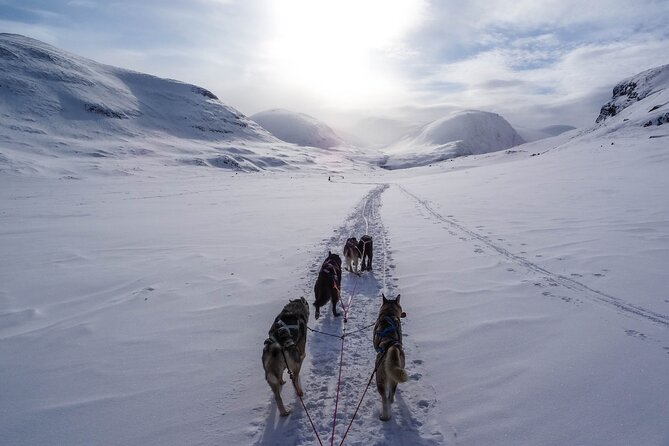 Fun & Easy Dog Sledding Adventure from Tromsø - Early Bird Tour - Small Group Feel, Up to 20 People, and Two Per Sled