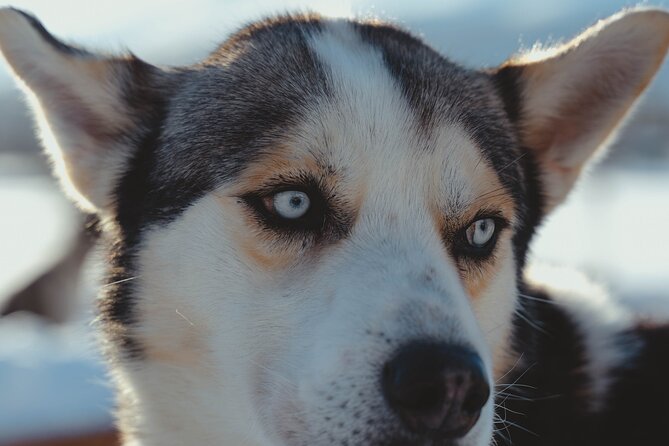 Fun & Easy Dog Sledding Adventure from Tromsø - Noon Tour - The Self-Drive Sled Experience: What You’ll Do, And What To Expect
