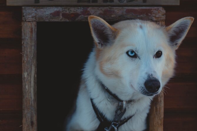 Fun & Easy Dog Sledding Adventure from Tromsø - Noon Tour - The 45-Minute Transfer To The Husky Farm: Getting There Is Part Of The Day