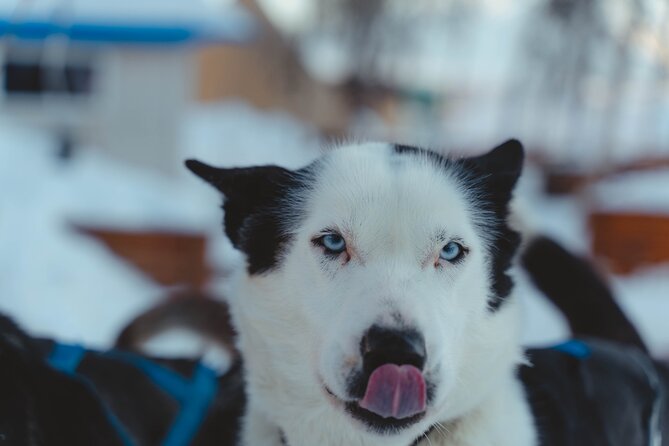 Fun & Easy Dog Sledding Adventure from Tromsø - Noon Tour - Riding The Sled With Provided Gear: Warmth, Comfort, And Safety
