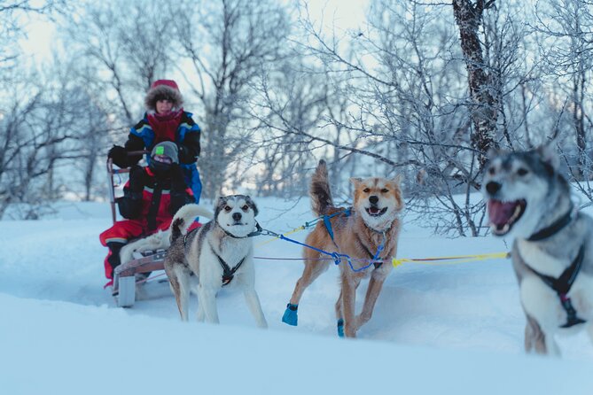 Fun & Easy Dog Sledding Adventure from Tromsø - Noon Tour - Lyngen Alps Views And Northern Lights: How To Think About Winter Expectations