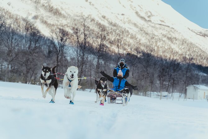 Fun & Easy Dog Sledding Adventure from Tromsø - Noon Tour - Meeting Samuel Arnesens Gate 5: Simple Logistics That Reduce Stress