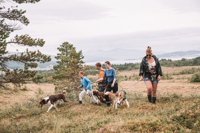 Husky Hike and Puppy Visit with Lunch - Getting there from Radisson Blu, and why timing matters