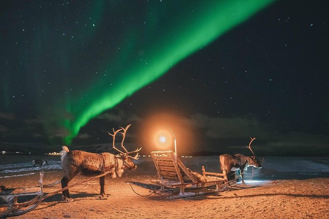 Night Reindeer Sledding with Camp Dinner and Chance of Northern Lights - Why this Tromsø reindeer night feels different