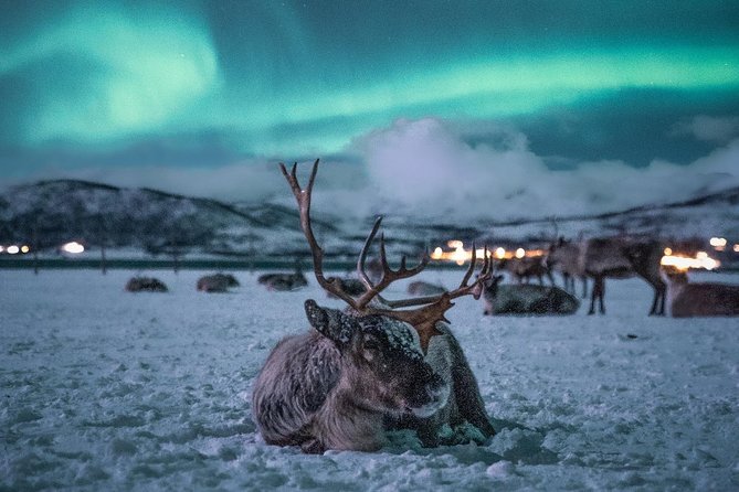 Night Reindeer Sledding with Camp Dinner and Chance of Northern Lights - The 15 to 20 minute sleigh ride, and what kind of fun to expect