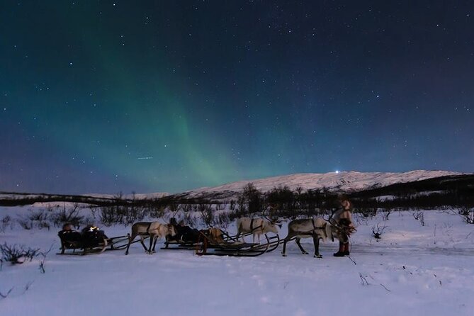 Overnight Stay with Reindeer Sledding & Feeding - Why an Overnight Lavvu Night Feels Different Than a Day Trip